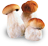 грибы белые
